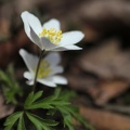 Buschwindröschen (Anemone nemorosa)